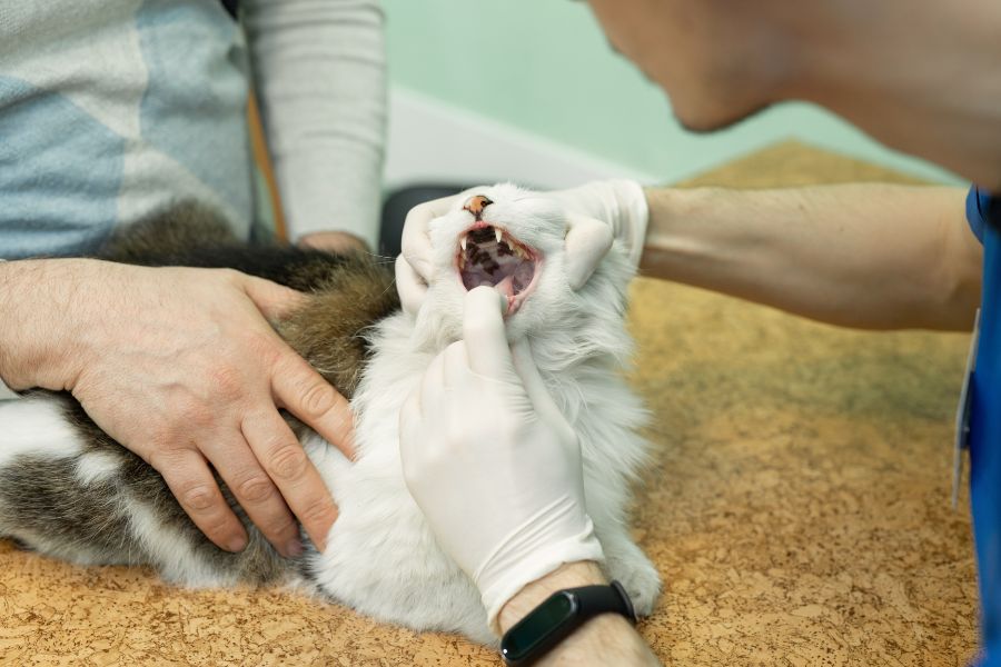 cat teeth