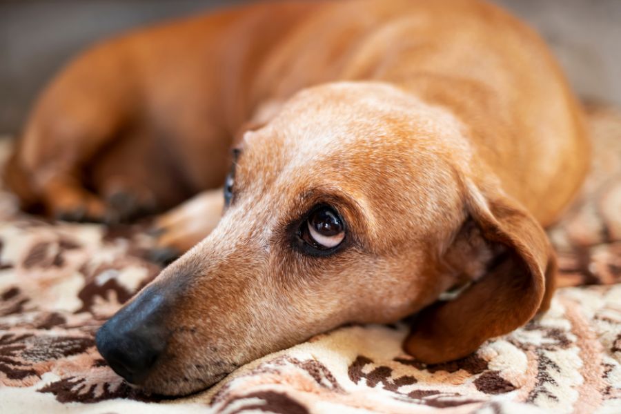 Colitis in Dogs