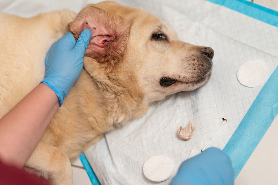 How to Get Rid of Dog Fleas Permanently