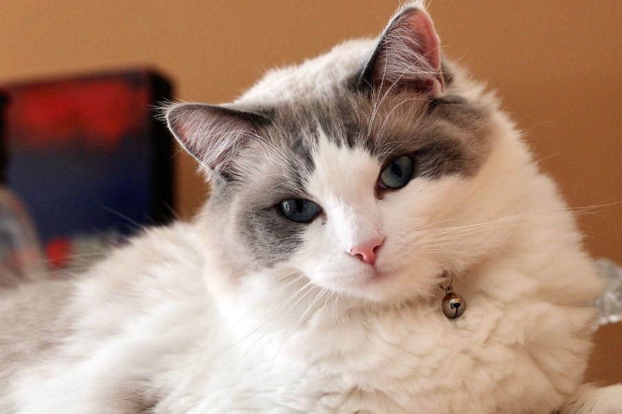 Is a Ragamuffin Cat Right for You