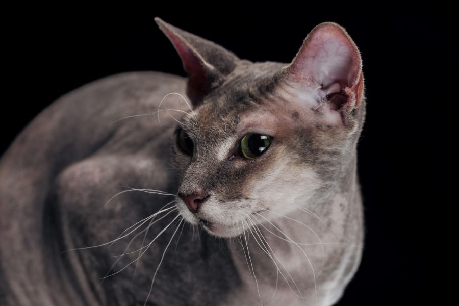 Low-Allergy Cats