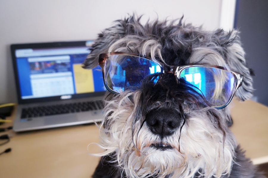 Pet Therapeutic Laser Therapy