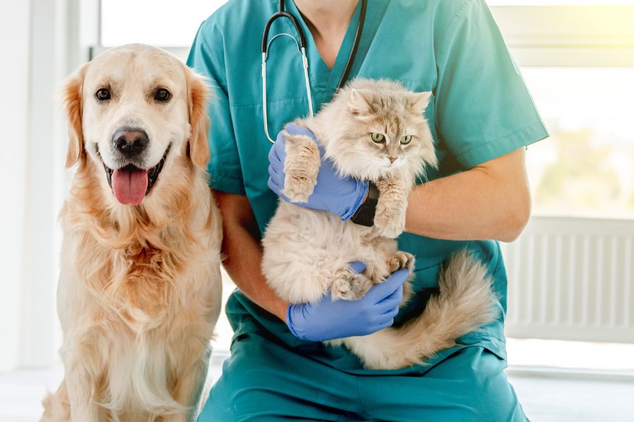 Pet Ultrasound