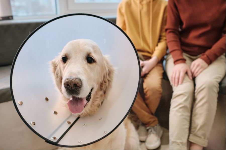 Urgent Pet Airway Obstruction Surgery