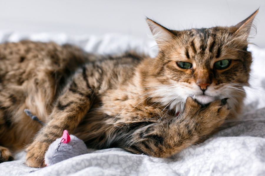 Probiotics for Cats