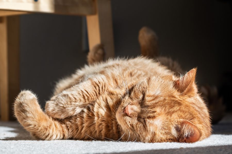 Hypoallergenic cat