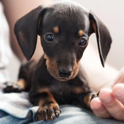 urgent pet care